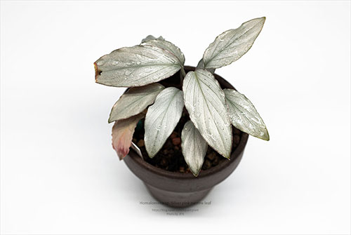 Silver Pink narrow Leaf