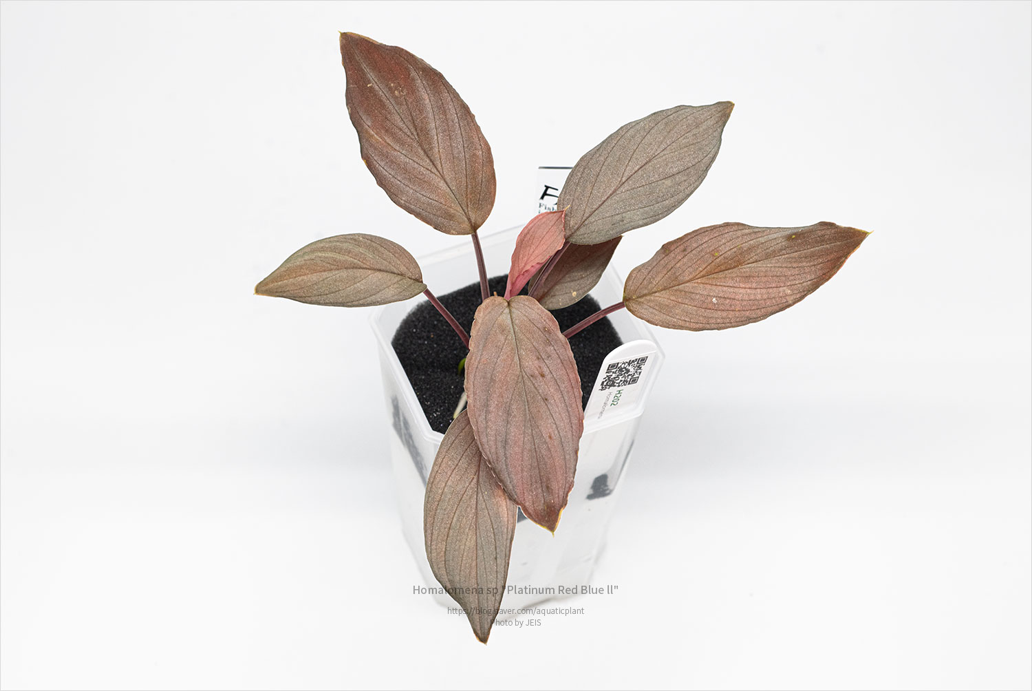 Homalomena sp "Platinum Red Blue ll"
