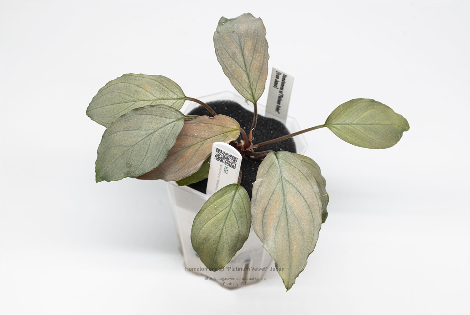 Homalomena sp "Platinum Velvet" Japan