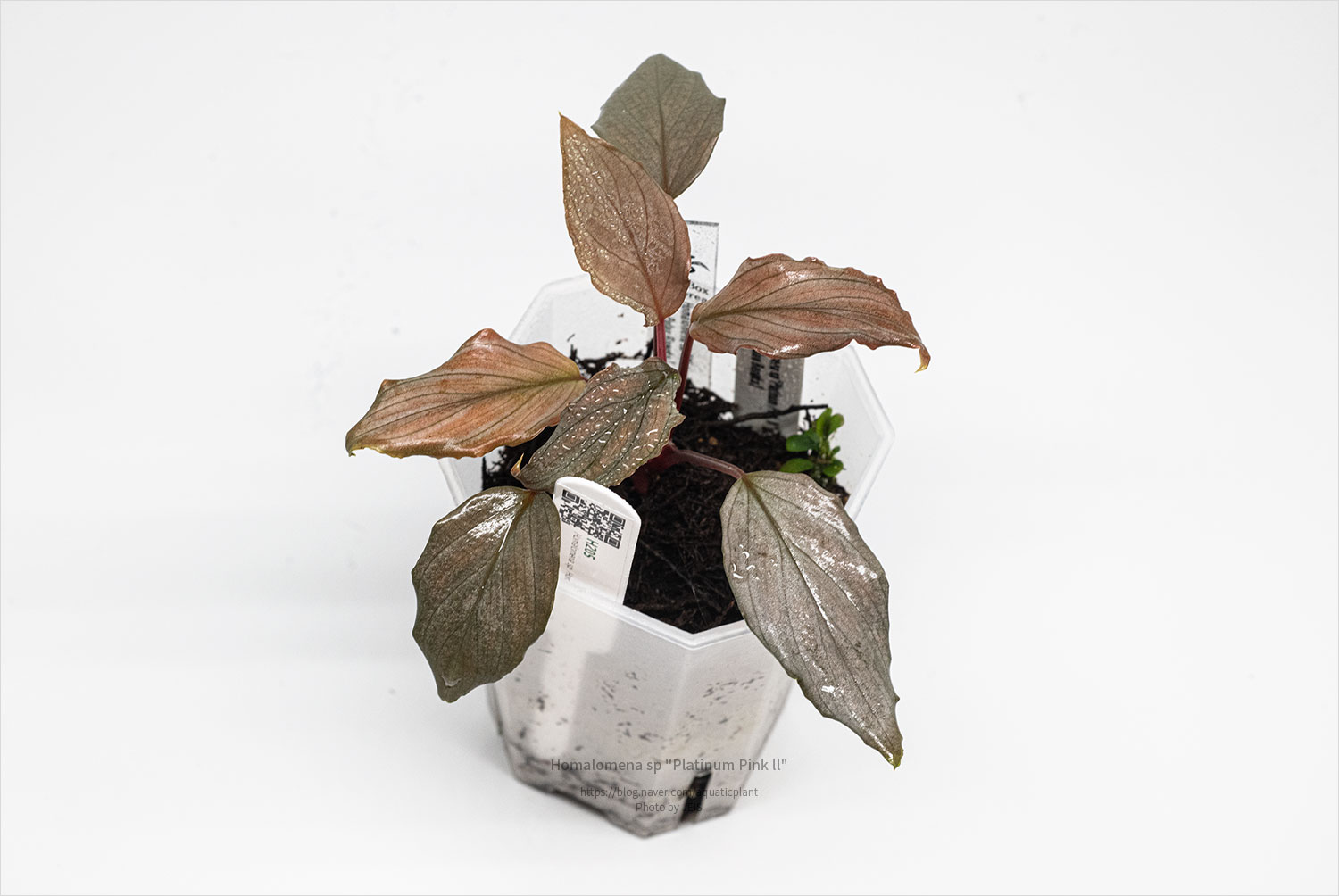 Homalomena sp "Platinum Pink ll"