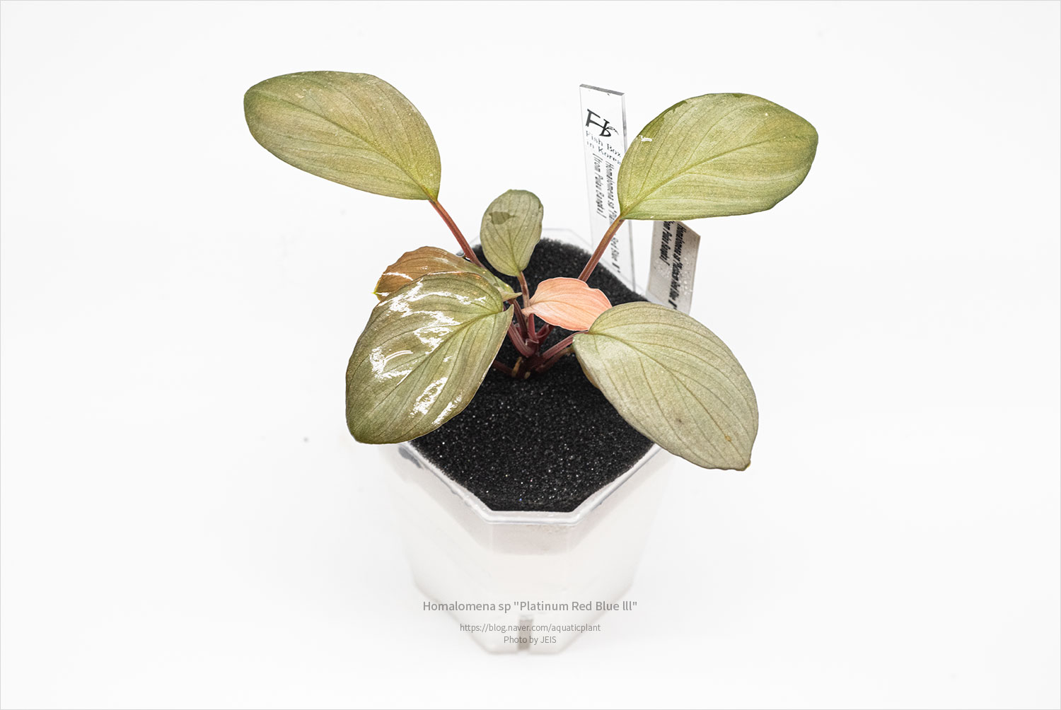 Homalomena sp "Platinum Red Blue lll"