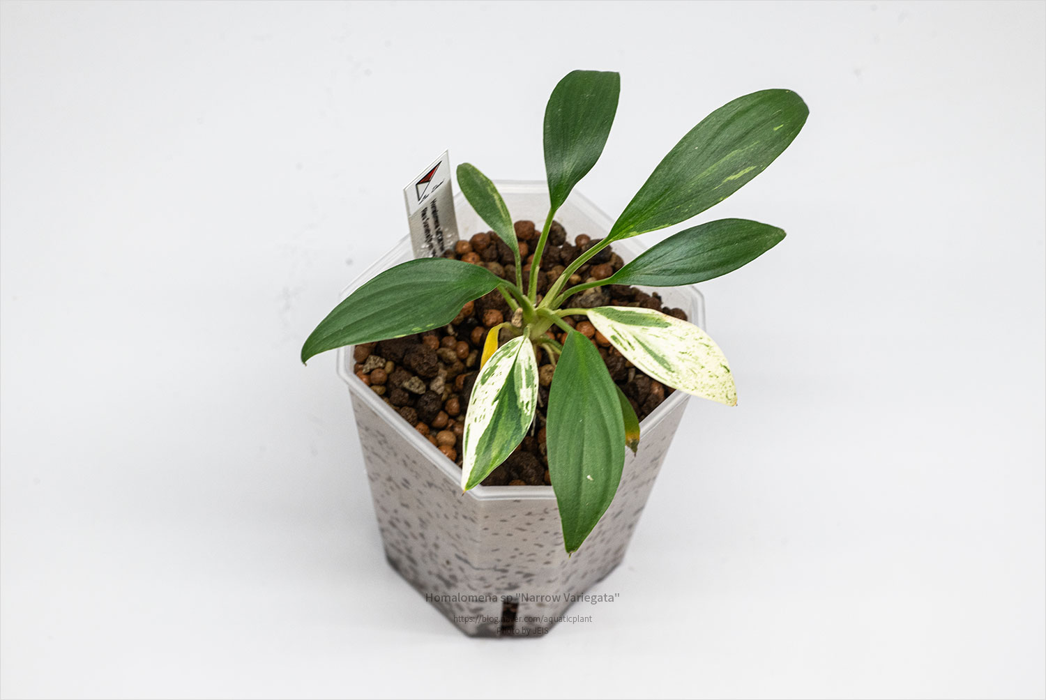 Homalomena sp "Narrow Variegata"
